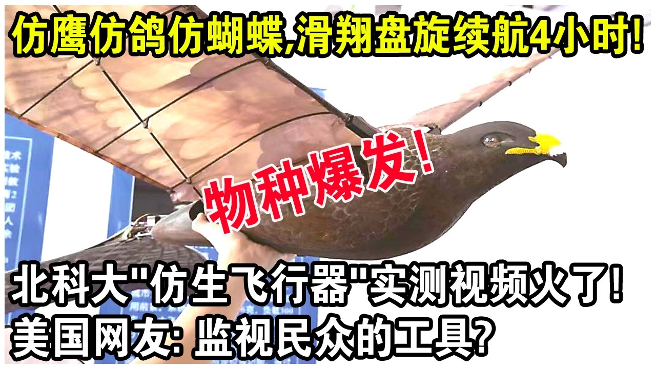 仿鷹仿鴿仿蝴蝶，滑翔盤旋續航4小時！北科大&ldquo;仿生飛行器&rdquo;實測影片火遍全球！美國網友：監視民眾的工具？