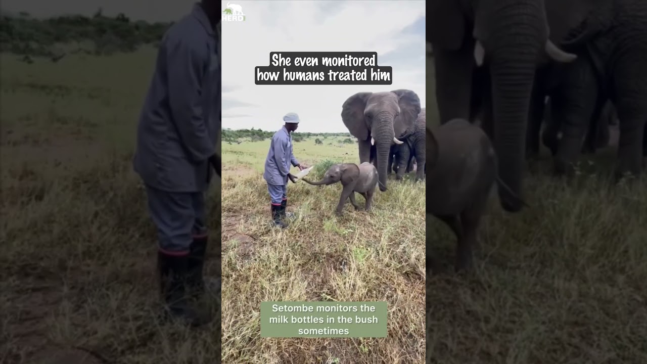 Orphaned Baby Elephant Finds a New Family 🐘💚