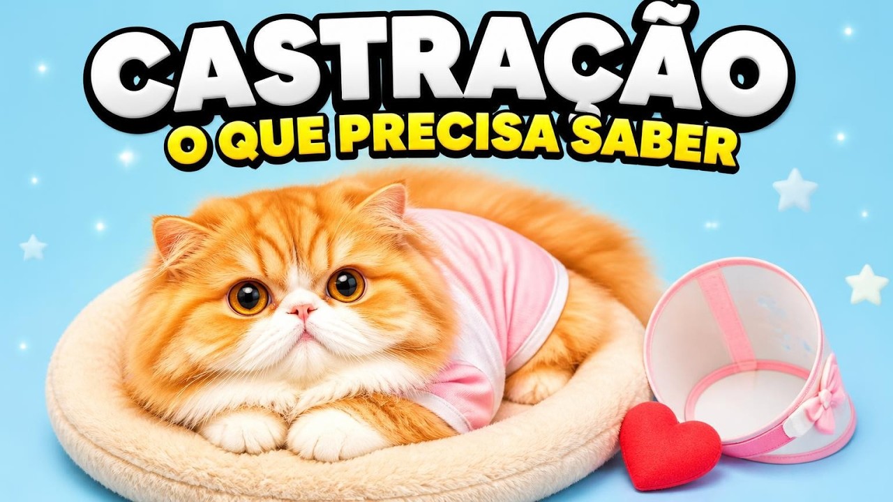 CASTRAÇÃO DE GATOS: mitos e verdades - Gatil Hauser
