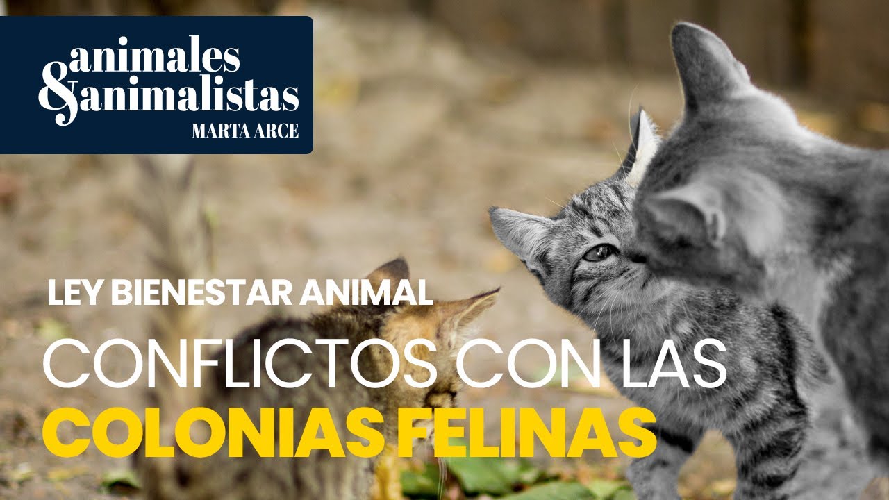 Matanzas y conflictos en las colonias felinas