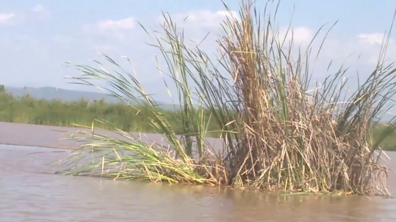 Huge Crocodile @ Chamo Lake, Ethiopia