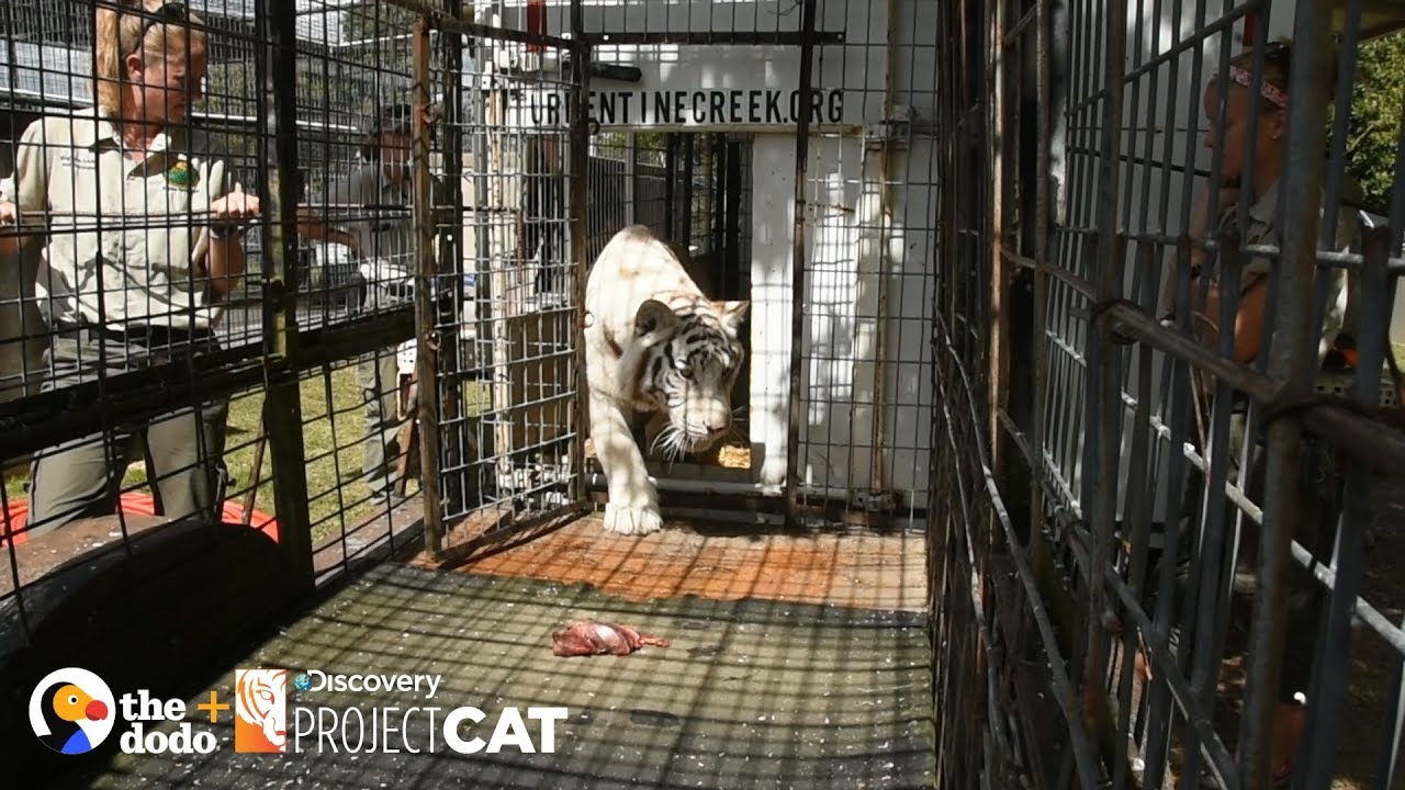 Tiger Mills Are Just Like Puppy Mills — And They’re All Over America | The Dodo