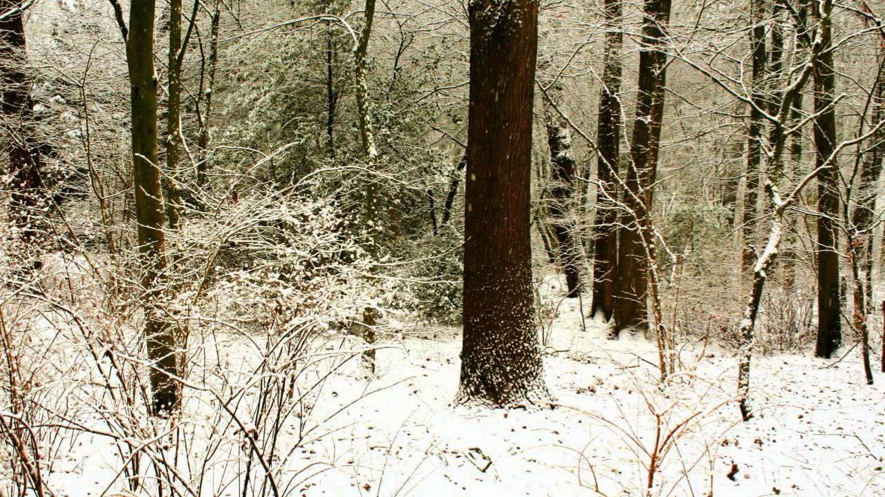 Ein Wintertag im Bremer B&uuml;rgerpark