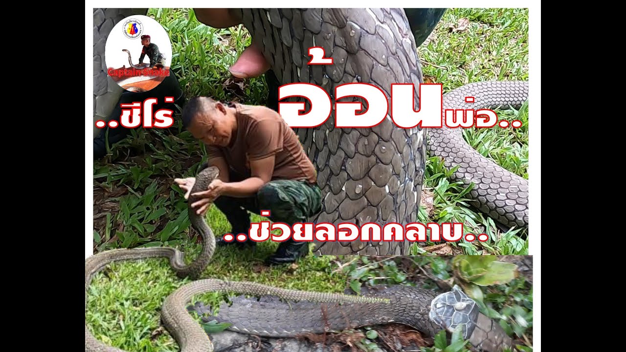 ชีโร่อ้อนพ่อให้ช่วยลอกคลาบ เพราะเราเชื่อว่า