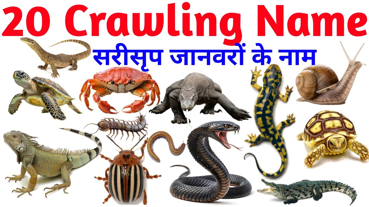 Top 20 Crawling Animals Name in English 🐛 | Learn Crawling Animals for Kids with Pictures & Sounds
