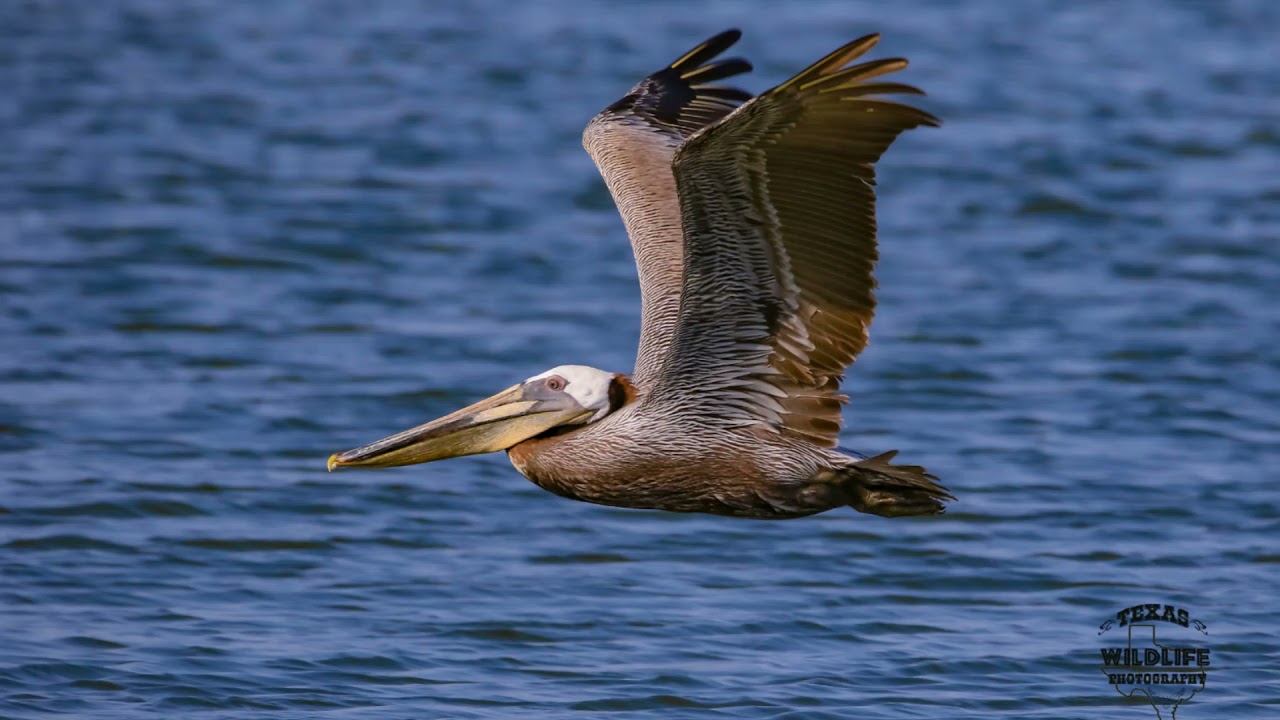 Common Birds of Southeast Texas