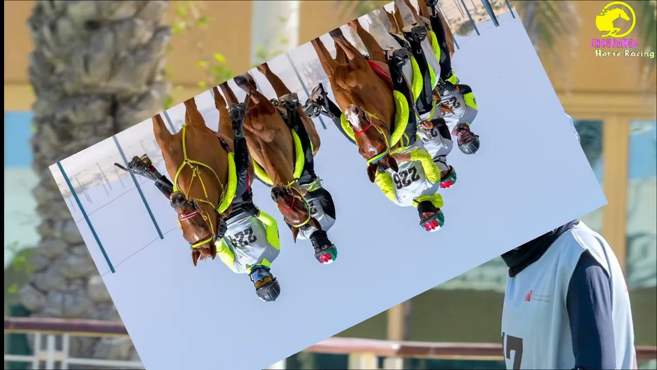 8th FEBRUARY 2022 80km endurance at dubai endurance city