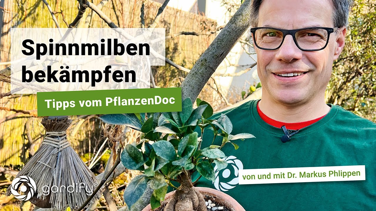 Spinnmilben einfach und natürlich bekämpfen - Tipps vom PflanzenDoc | gardify  Tipps