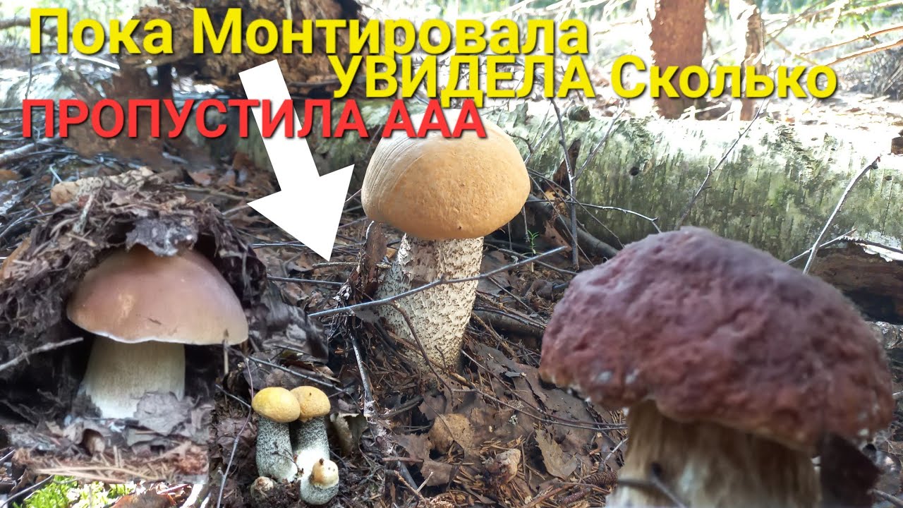 Грибной Рай🍄Сбор ГРИБЫ КРУГОМ наступать некуда Это просто Мечта Грибника /В Лес Лечиться/ОХ НЕ ЗРЯ