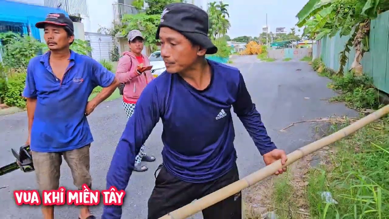 Vua Khỉ cưa tỉa cành cây Lộc Vừng nằm cạnh hàng rào ở Quận 7.