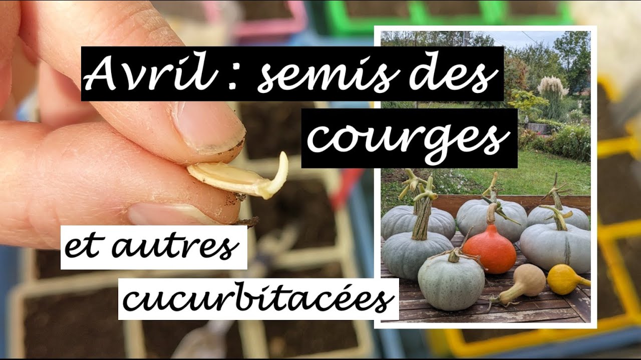 Début avril au potager : semis des cucurbitacées