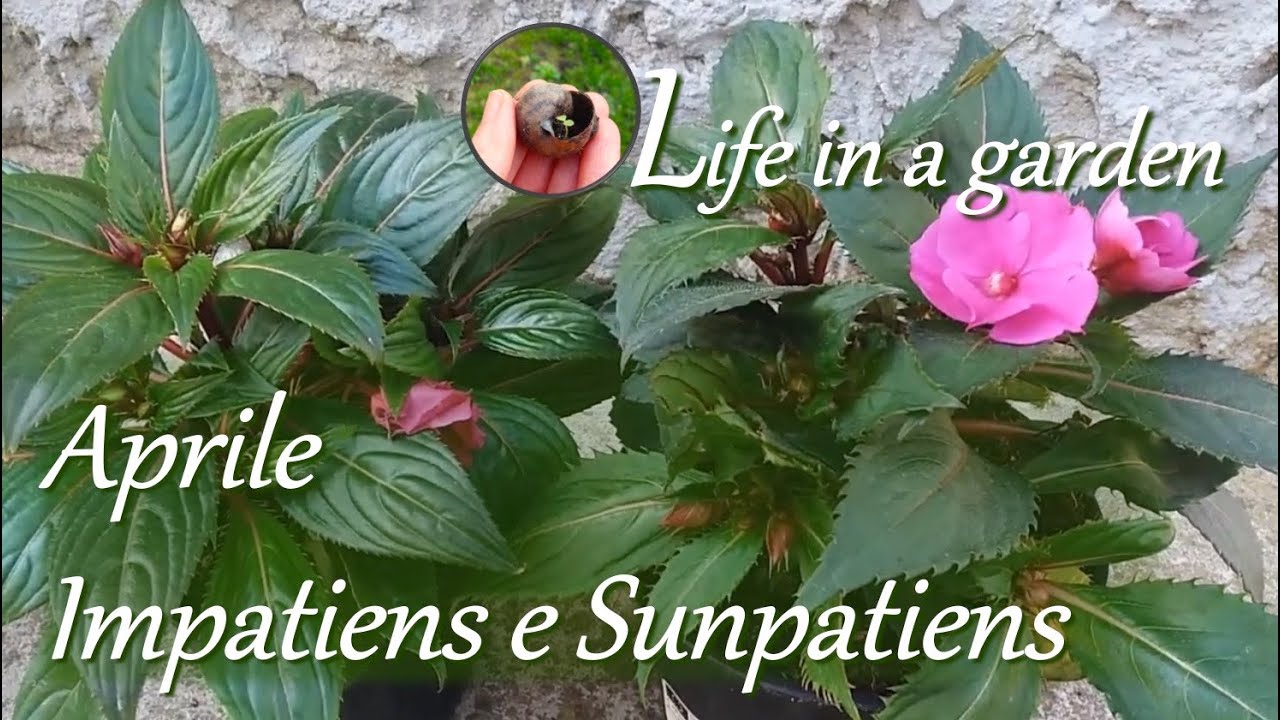 Aprile - Impatiens e Sunpatiens, resistente al sole!