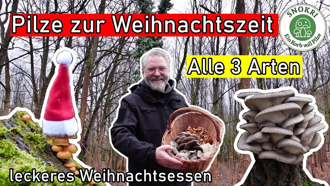 Pilze zur Weihnachtszeit - Austernseitling, Samtfußrübling, Judasohr - Alle Leckeren Winter-Pilze da