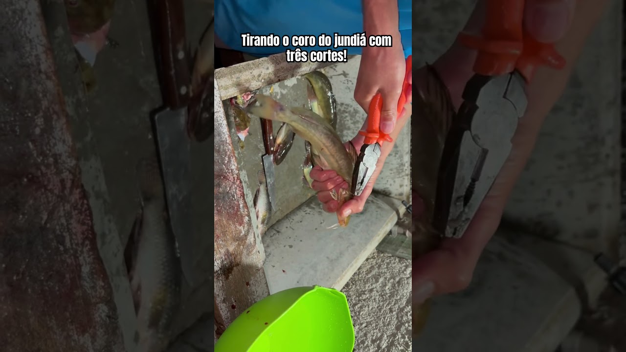 Tirando o coro do jundi&aacute; com tr&ecirc;s cortes!