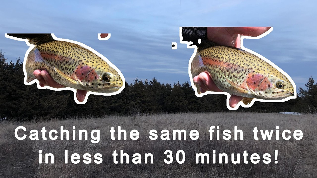 Does Catch and Release Really Work??