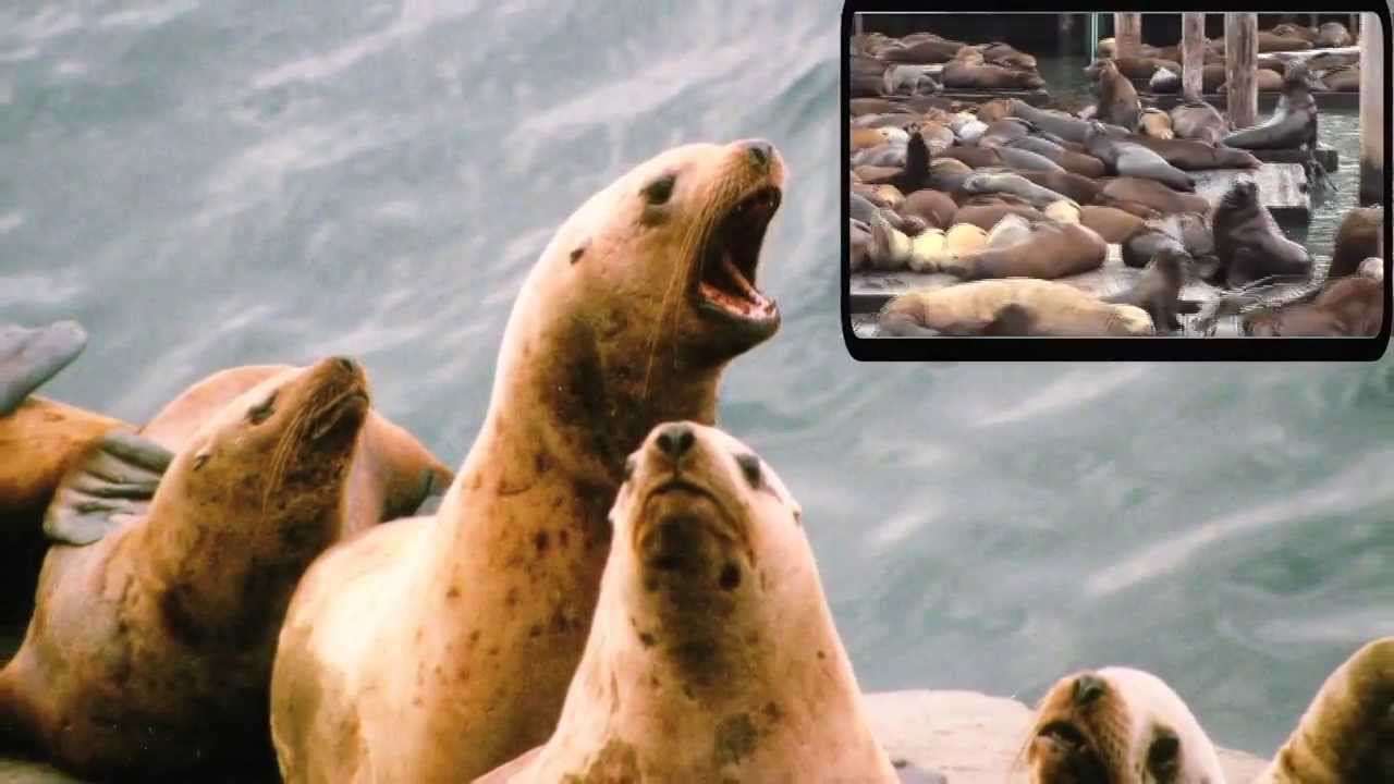 Seals, Sea Lions and Elephants Oh My!