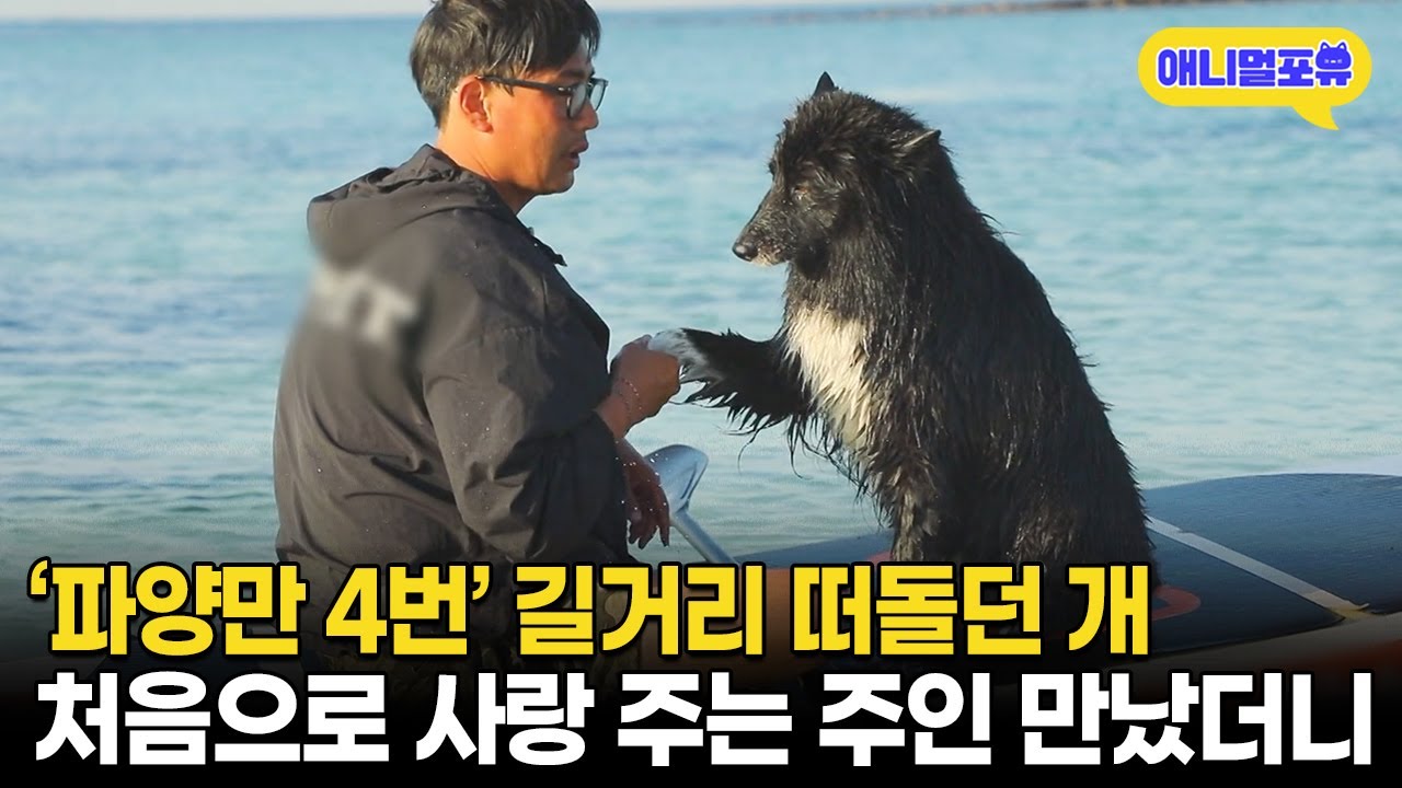 '파양만 4번' 더이상 사람을 안 믿던 떠돌이 개, 진심으로 사랑 주는 주인 만나자.. I KBS 동물극장 단짝 230527 방송
