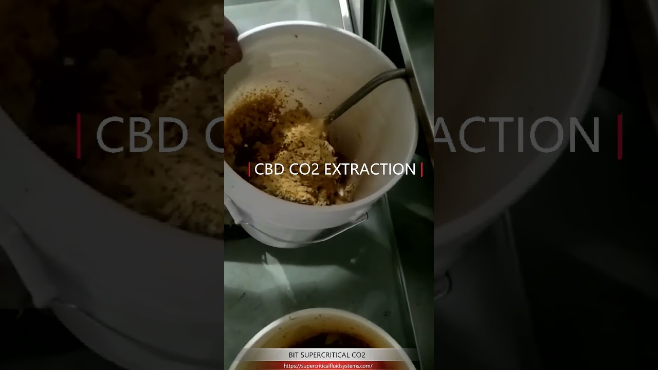 Supercritical CO2 extraction of CBD Oil