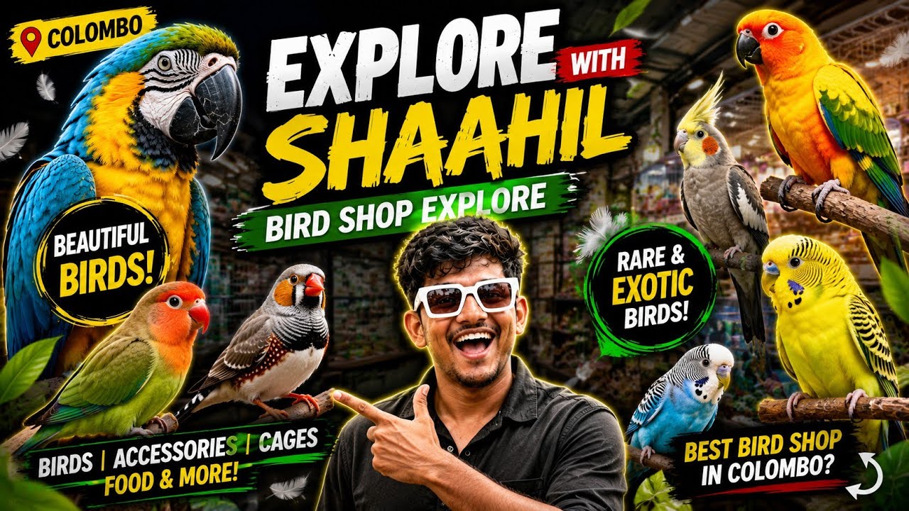Exopets Colombo | Exotic Birds ල ගන්න පුලුවන් සුපිරිම Place  එකක් | #vlog4