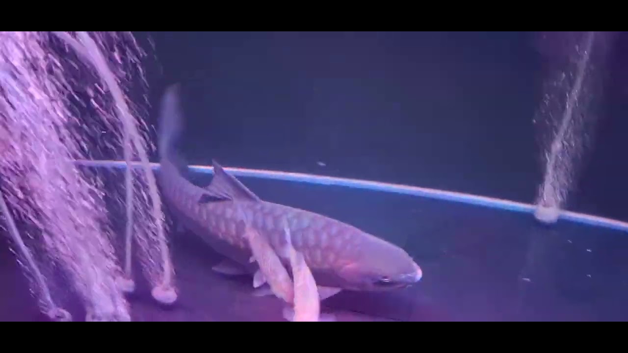 Cá mị nương ngọc lam Stra ( Stra Blue Mahseer ). Neolissochilus Stracheyi. Ken Nhi Shop. 