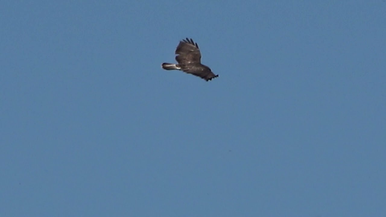 Buizerd - Common Buzzard (Buteo buteo)