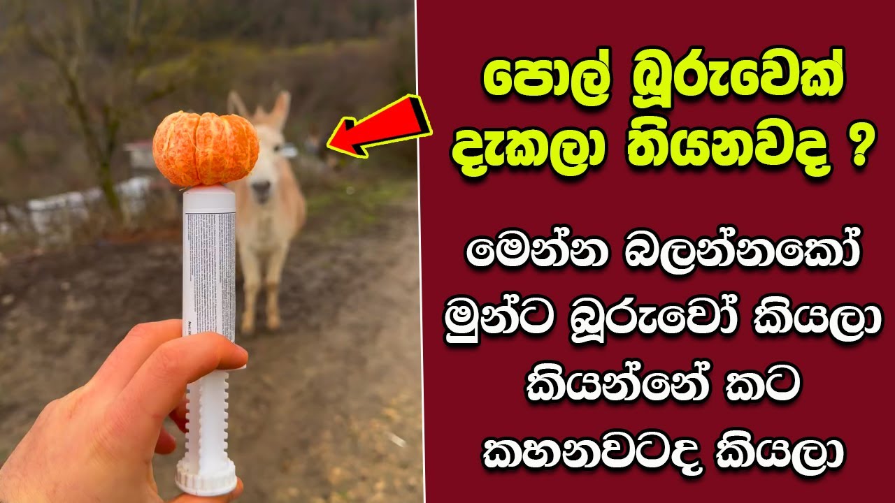 ඔබ මේවා දකින්නේ ජිවිතේ පළමු වතාවට EP:438