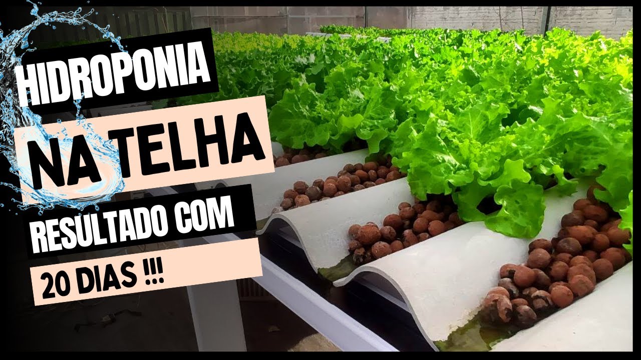 Hidroponia na Telha - Atualização de 20 dias