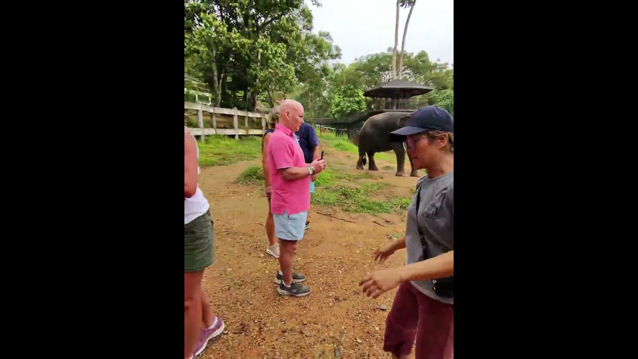 Elephants near khao lak #Thailand 
