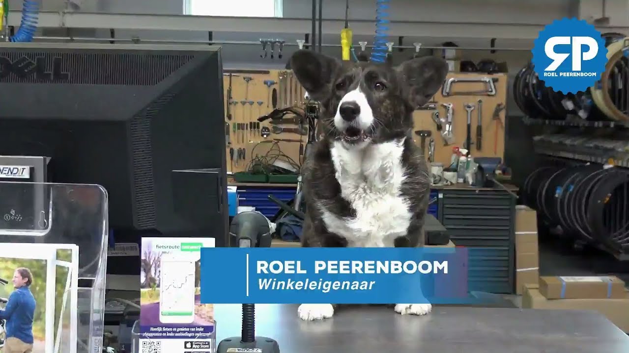 DIERENDAG: De winkel is overgenomen door corgi hondjes!
