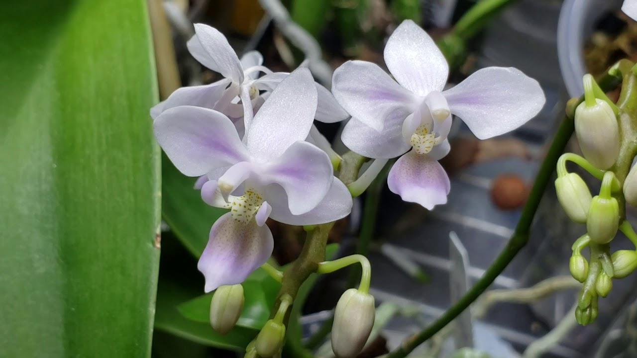 Orchid in bloom: Phalaenopsis equestris var. coerulea x sib