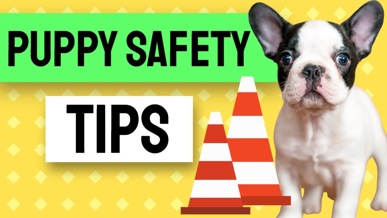 Puppy Safety Guidelines - Part 1