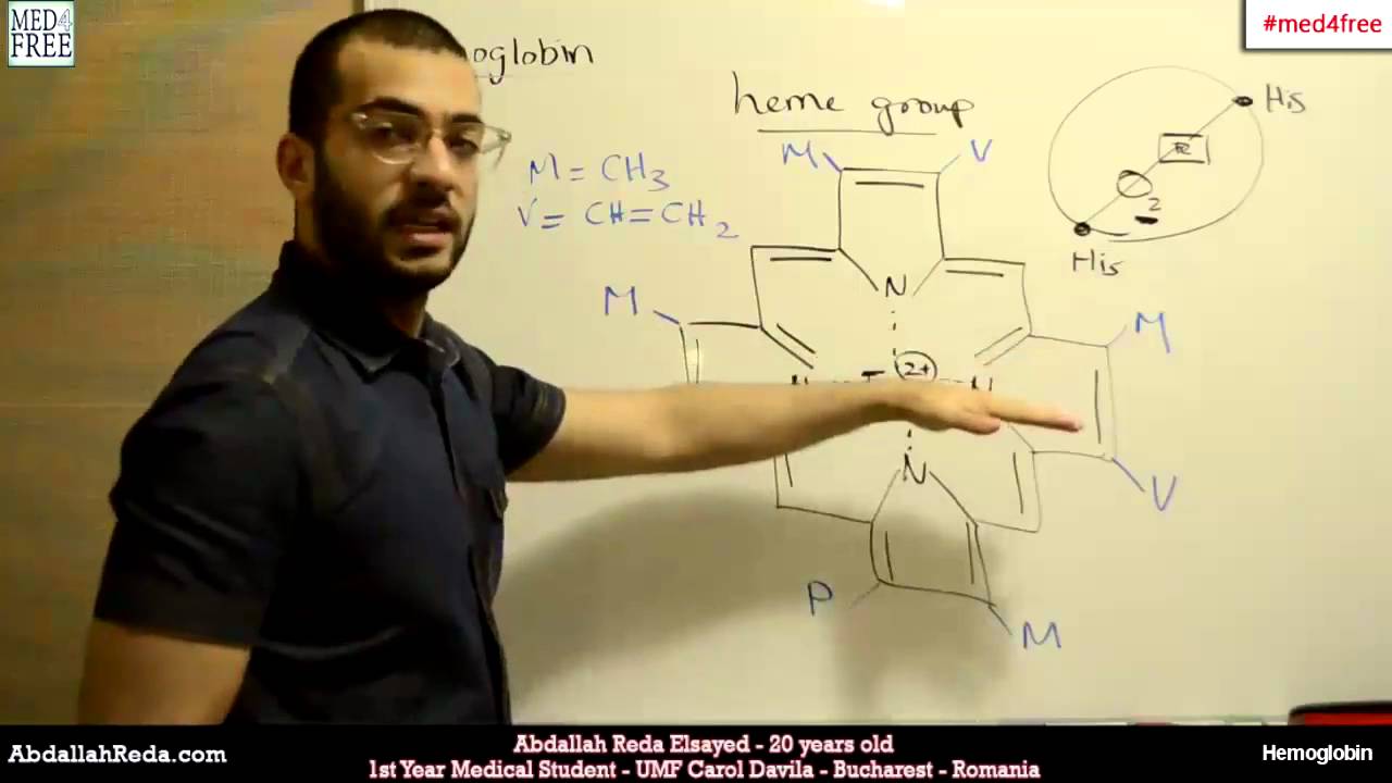 Normal / physiological hemoglobin #biochemistry - عبد الله رضا MD | Rocademia روكاديميا