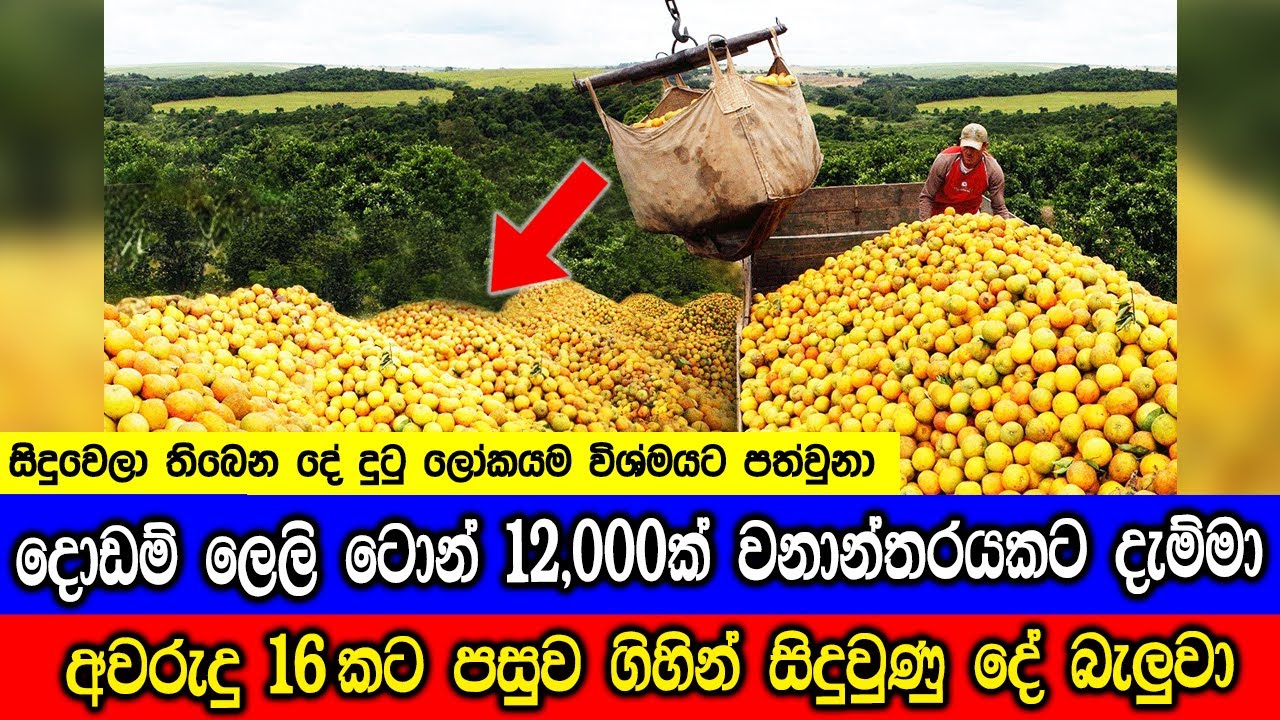විකාරයක් වගේ පෙනෙන නමුත් අති සාර්ථකවූ අදහස්.