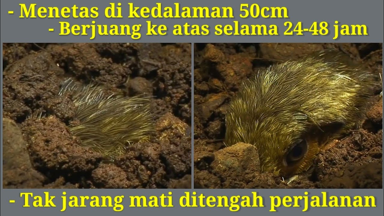 Maleo: Burung Unik Penuh Perjuangan