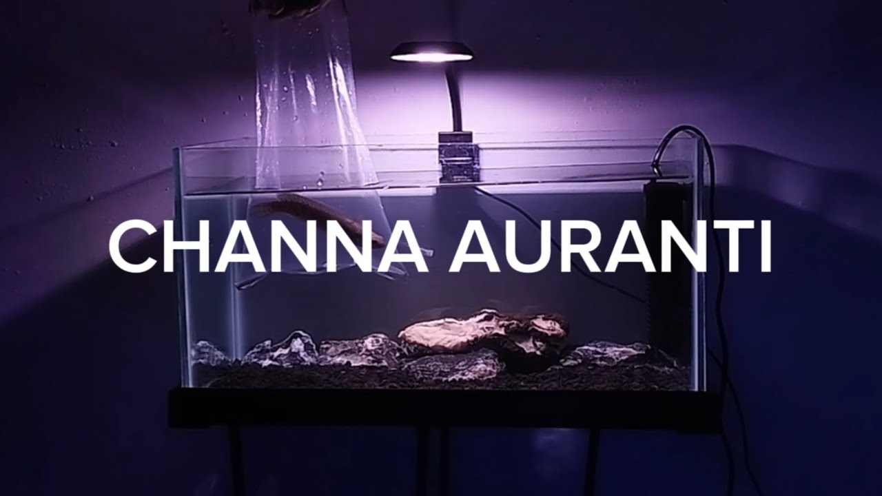 Setup tank CHANNA AURANTI for my bedroom studio