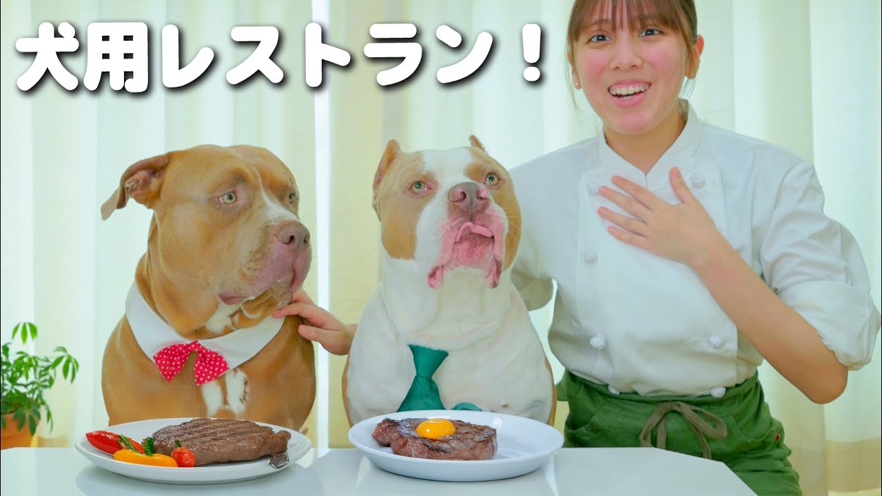 犬用フレンチレストラン！手作り高級料理をロッキーレイに！【アメリカンピットブル】