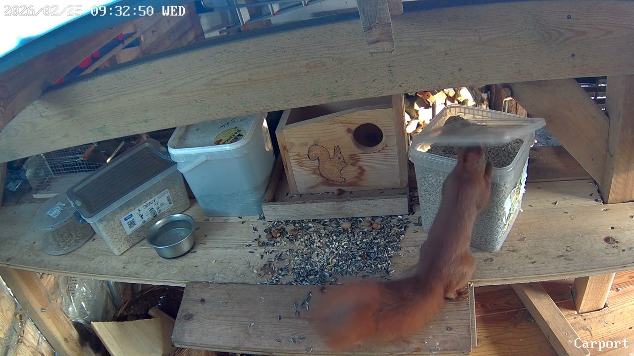 Eichhörnchen und Meise im Wechsel an den Boxen