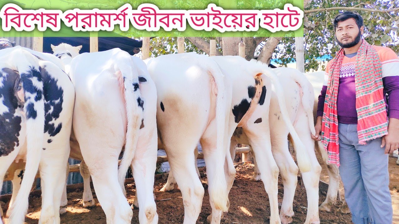 আজ১৪/২/২৩রোজ মঙ্গলবার কি বকনা দিয়ে খামার শুরু করবেন জেনে নিন জীবন ভাইয়ে বিশেষ পরামর্শ গরু চিনার উপাই