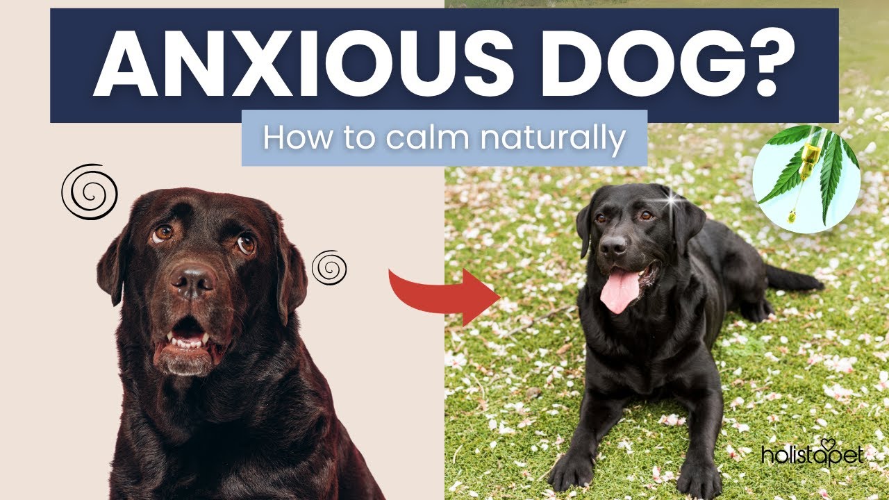 CBD for Dog Anxiety: Natural Relief for Your Pup