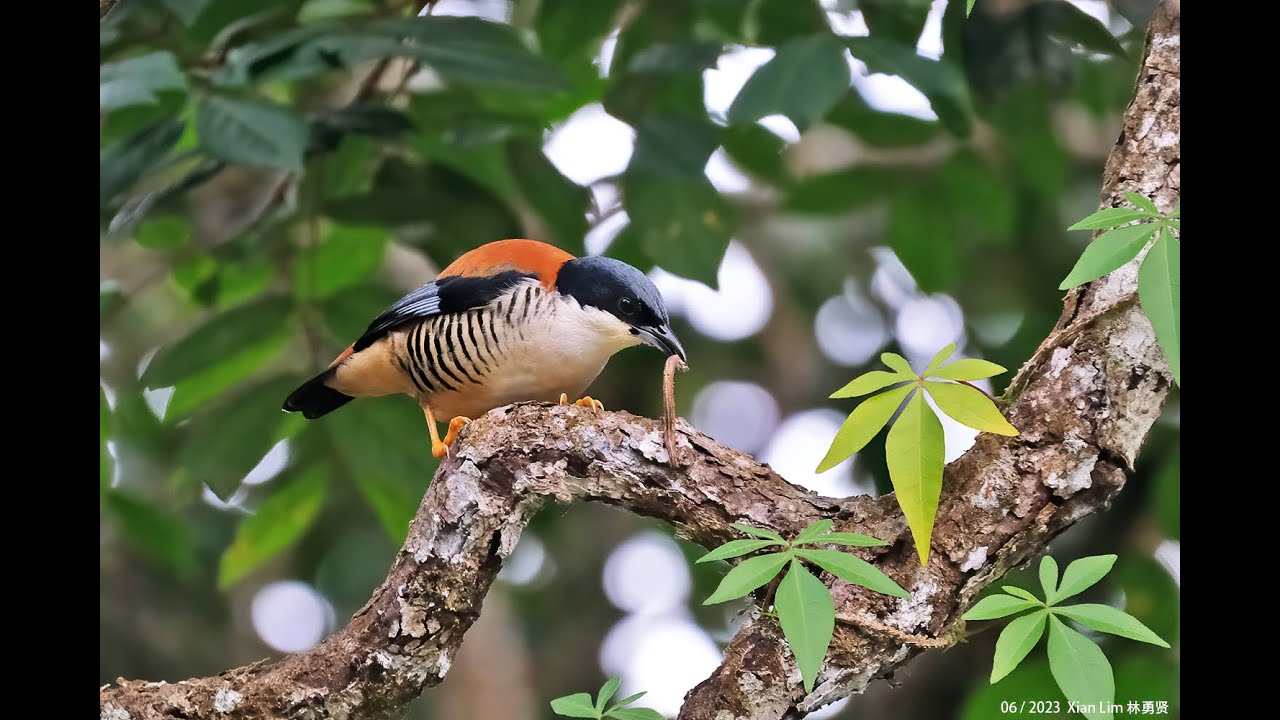 Himalayan Cutia Jun2023 in Malaysia sub montane forest