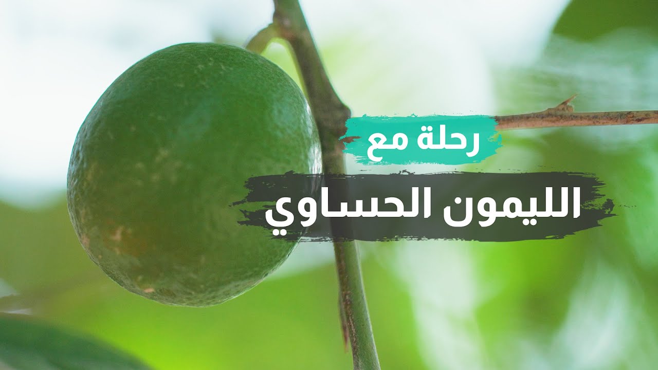 رحلة مع الليمون الحساوي #الاحساء