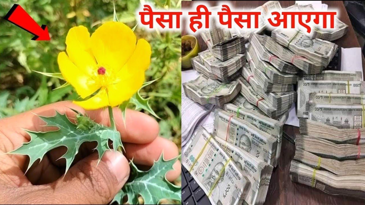जहां मिले देखते ही तोड़ लेना ये पत्ता, मात्र 7 दिन में बदल देगी आपकी जिंदगी.#Pradeepji_Mishra