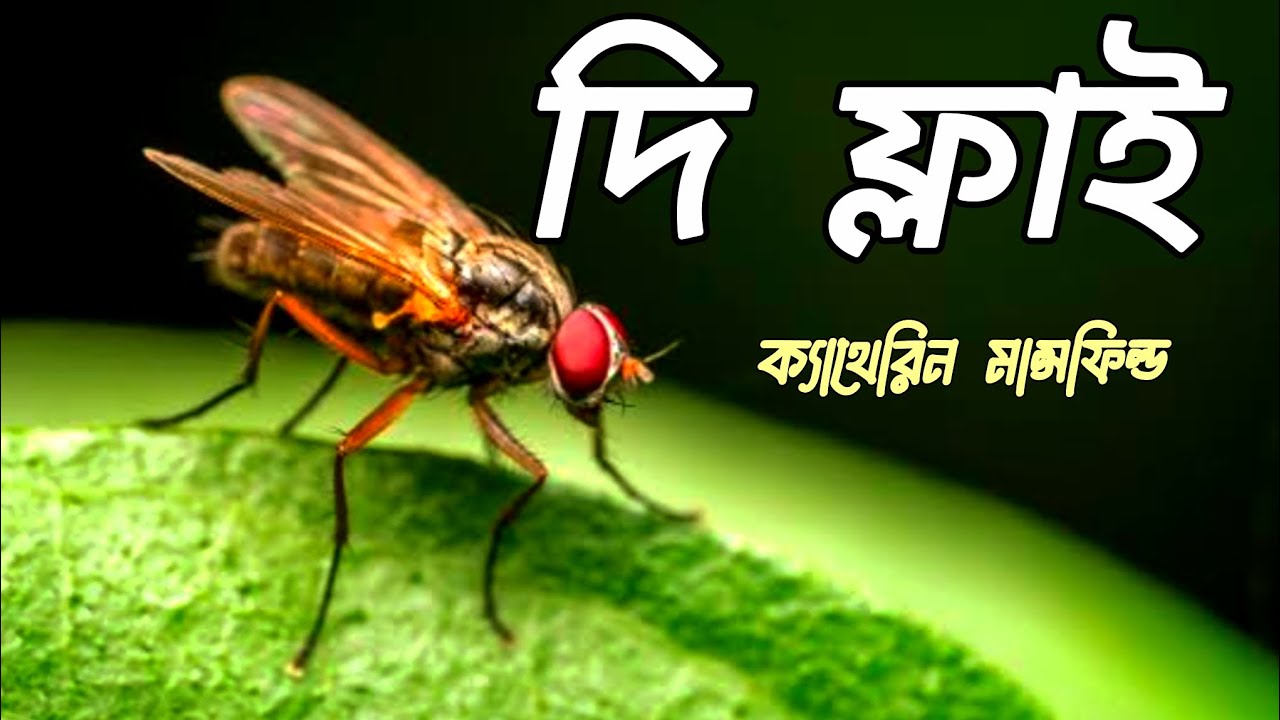 THE FLY || Katherine Mansfield || Bengali translation || SLST
