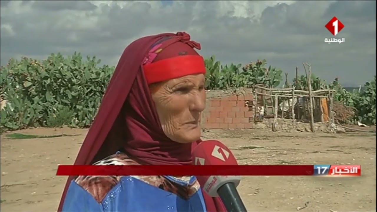القصرين ـ سفح جبل سمامة : رحلة البحث عن القوت ن خلال ثمرة الصنوبر الحلبي