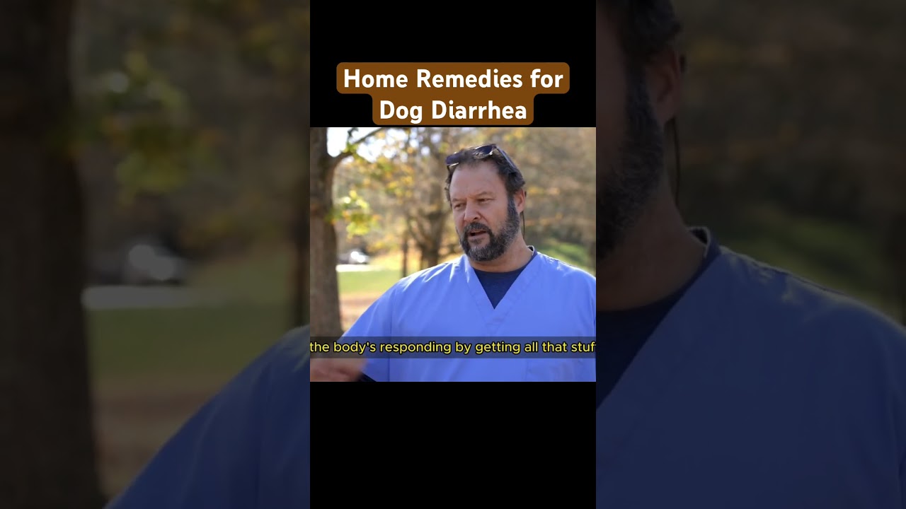 Home Remedies for Dog Diarrhea by Marc Smith, DVM, MS