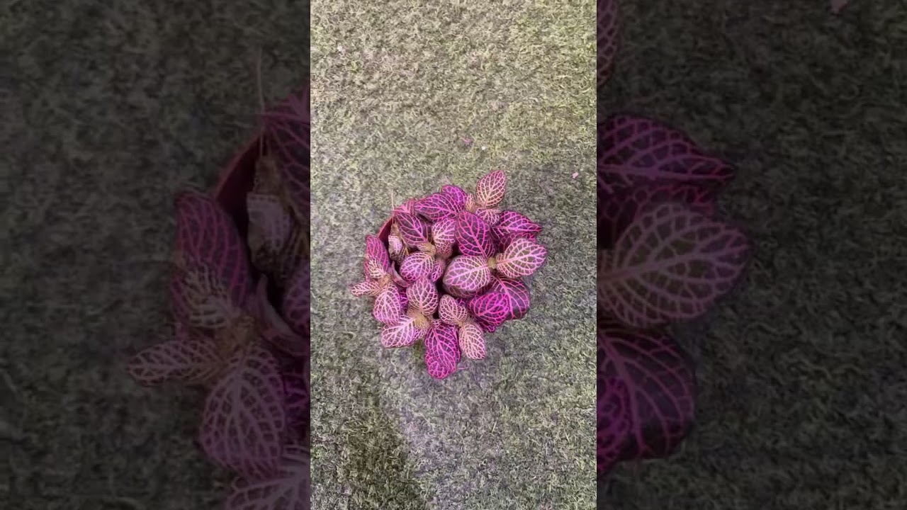 Which is your favourite fittonia? #fittonia #plants #workinginaplantstore