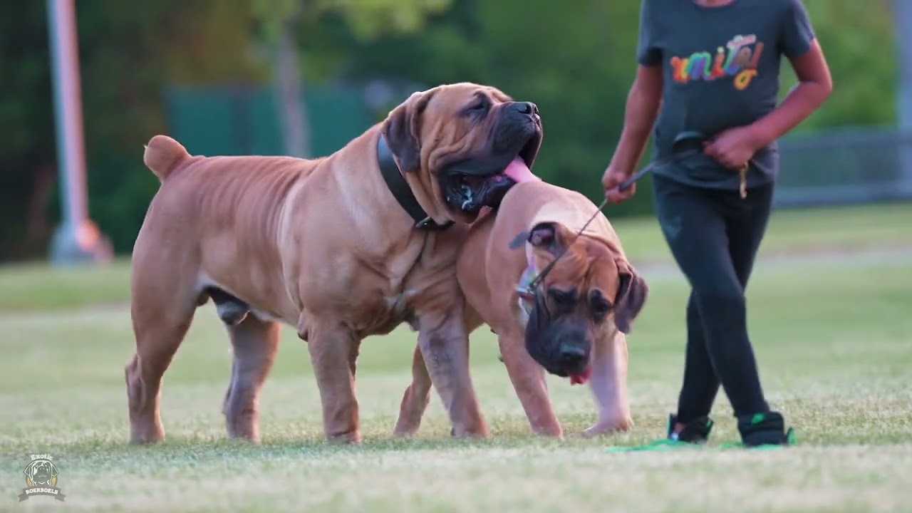 Boerboel Who Perfectly Embodies The Breed