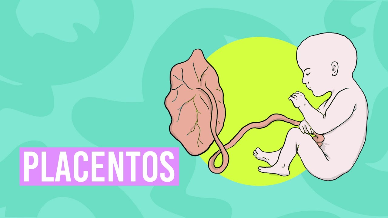 Žemiau Bambos - Placentos
