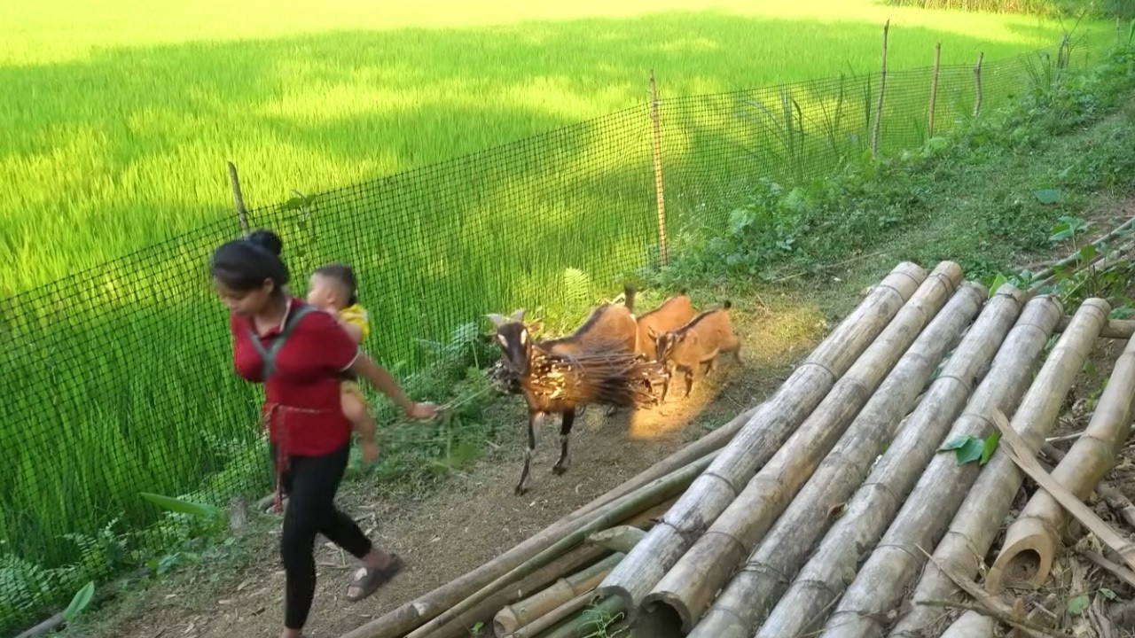 Daily Rural Life of Feeding, Grazing, and Caring for a Growing Goat Herd