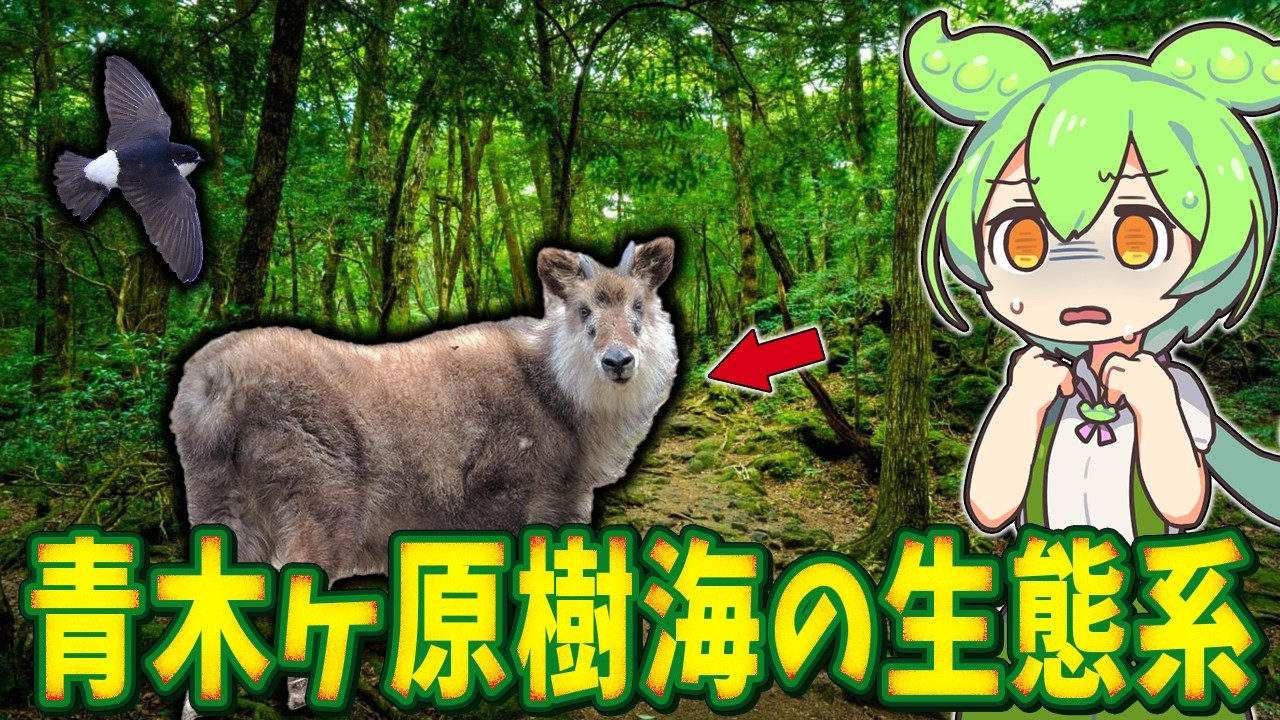 青木ヶ原樹海に広がる知られざる生態系【ずんだもん解説】